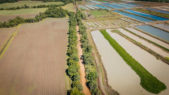 An aerial view of regional farmland with a dirt track lined by trees, paddocks to the left, and aquaculture ponds to the right.